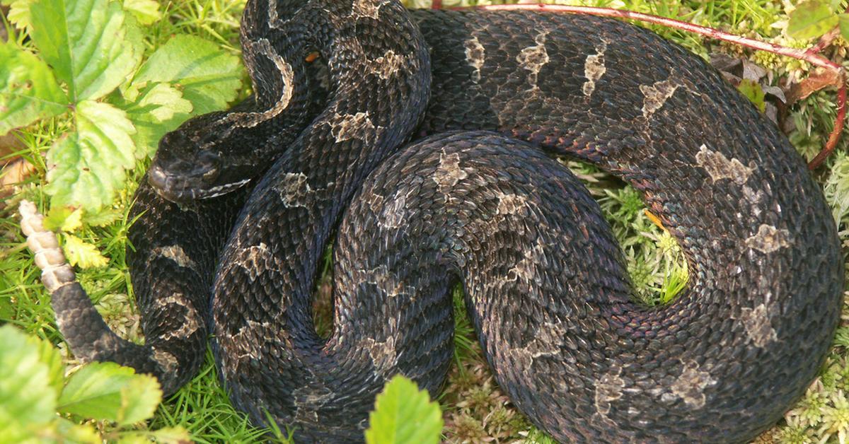 Splendid image of the Massasauga, with the scientific name Sistrurus catenatus.