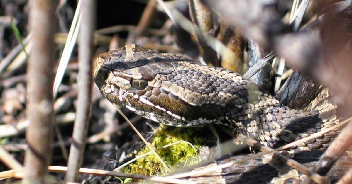 A beautiful representation of the Massasauga, scientifically Sistrurus catenatus.