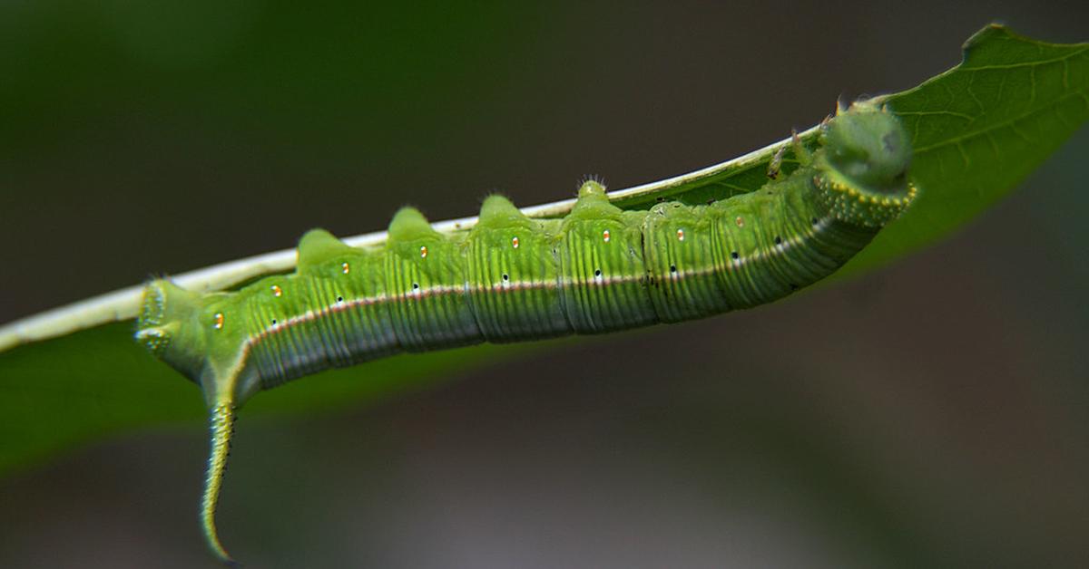 Image of the Maggot (Lucilia sericata), popular in Indonesia as Ulat.