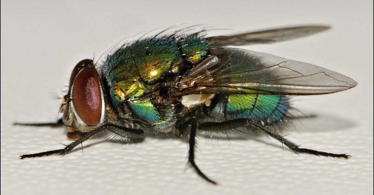 The remarkable Maggot (Lucilia sericata), a sight to behold.