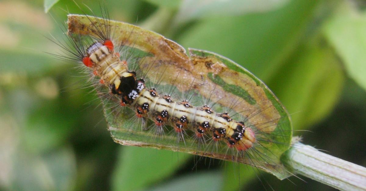 Splendid image of the Maggot, with the scientific name Lucilia sericata.