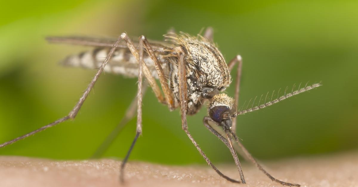 Vivid image of the Mosquito, or Nyamuk in Indonesian context.