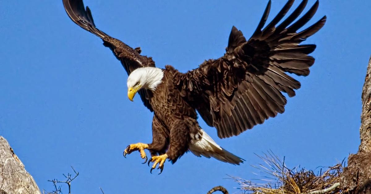 Dynamic image of the Mississippi Kite, popularly known in Indonesia as Elang Mississippi.