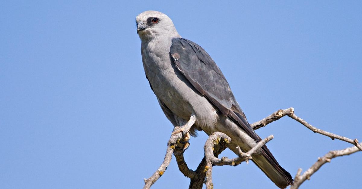 Elegant portrayal of the Mississippi Kite, also known as Ictinia mississippiensis.