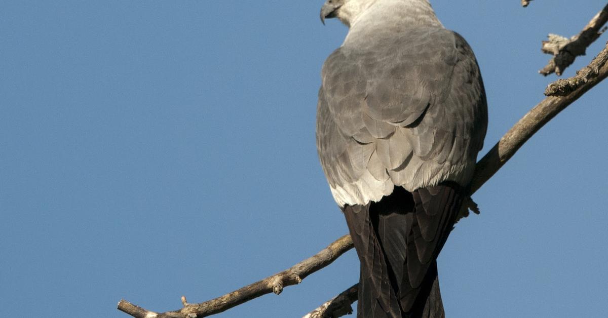 Dynamic image of the Mississippi Kite, popularly known in Indonesia as Elang Mississippi.