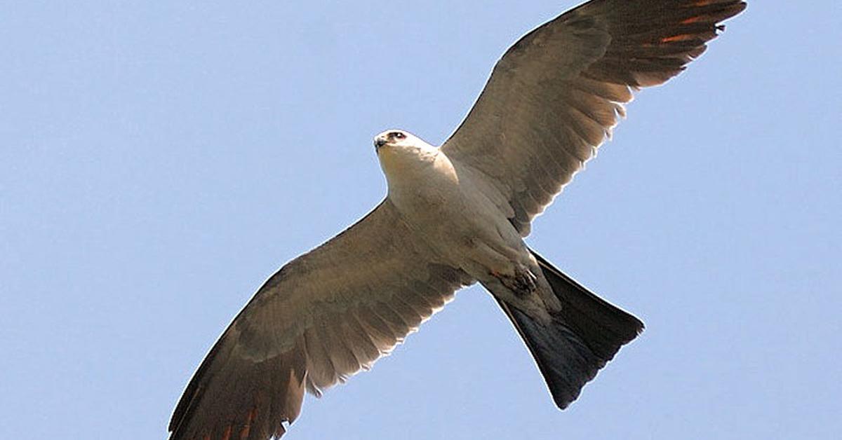 Engaging shot of the Mississippi Kite, recognized in Indonesia as Elang Mississippi.