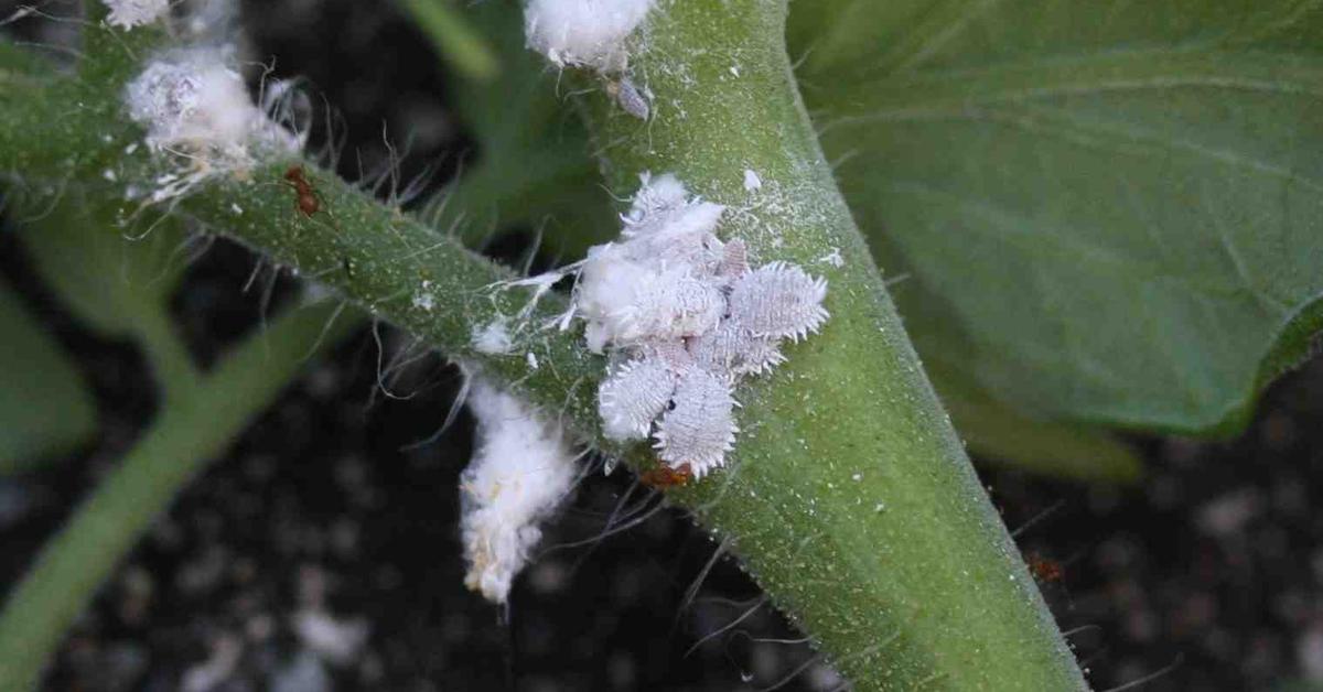 The fascinating Mealybug, scientifically known as Pseudococcidae.