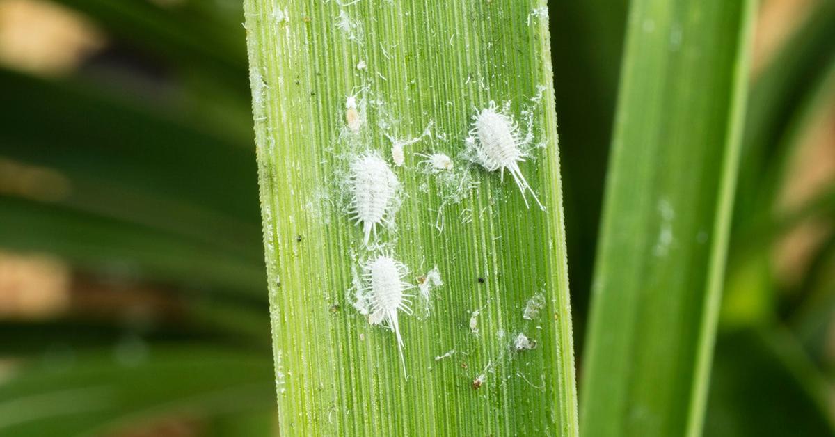Detailed shot of the Mealybug, or Pseudococcidae, in its natural setting.