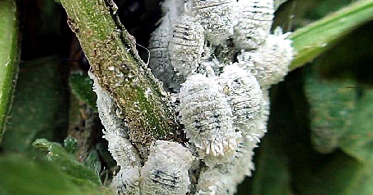 Picture of Mealybug, known in Indonesia as Kutu Loncat.