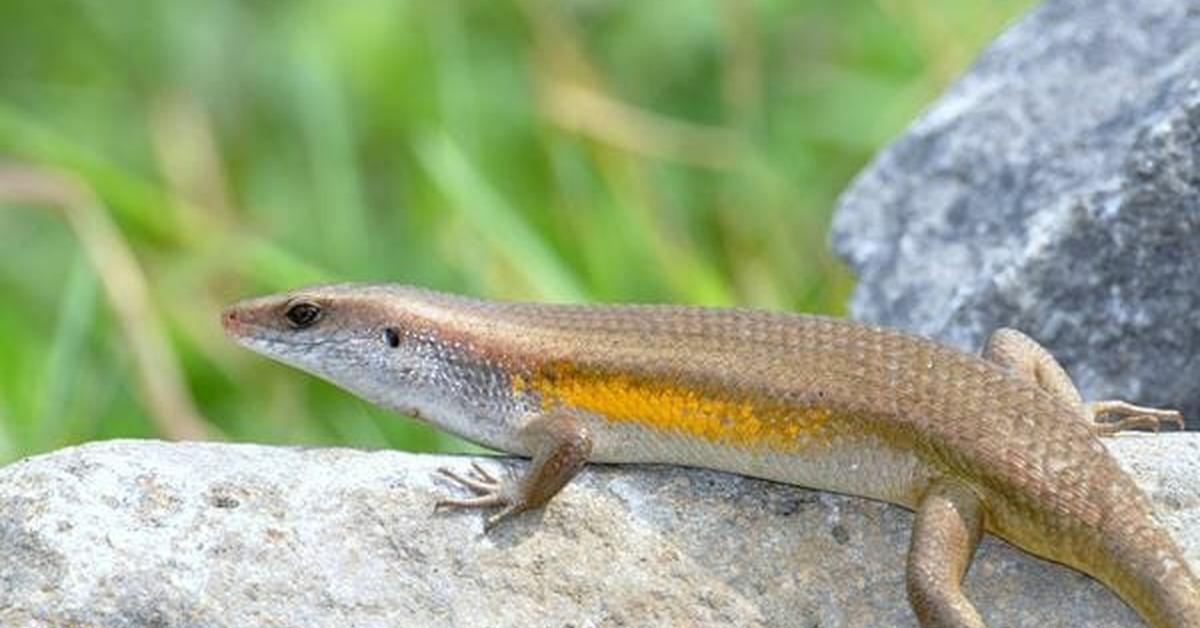 Photogenic Mexican Mole Lizard, scientifically referred to as Bipes biporus.