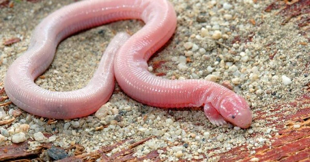 The fascinating Mexican Mole Lizard, scientifically known as Bipes biporus.