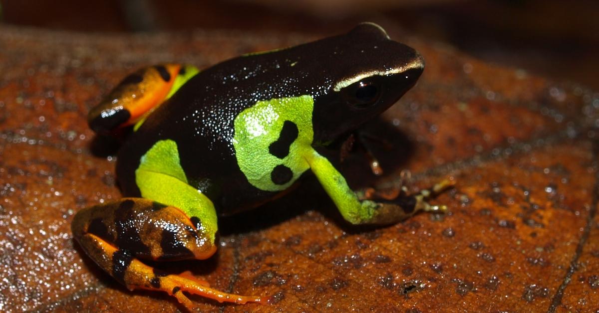 Visual representation of the Mantella Frog, recognized in Indonesia as Katak Mantella.