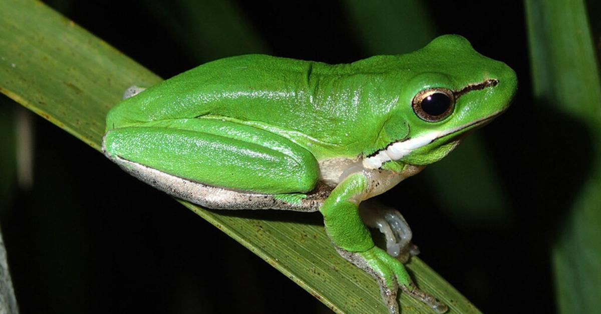 Detailed shot of the Mantella Frog, or Mantellidae, in its natural setting.