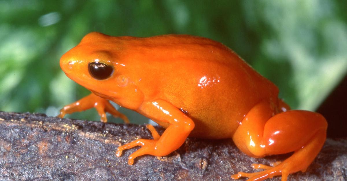 The remarkable Mantella Frog (Mantellidae), a sight to behold.