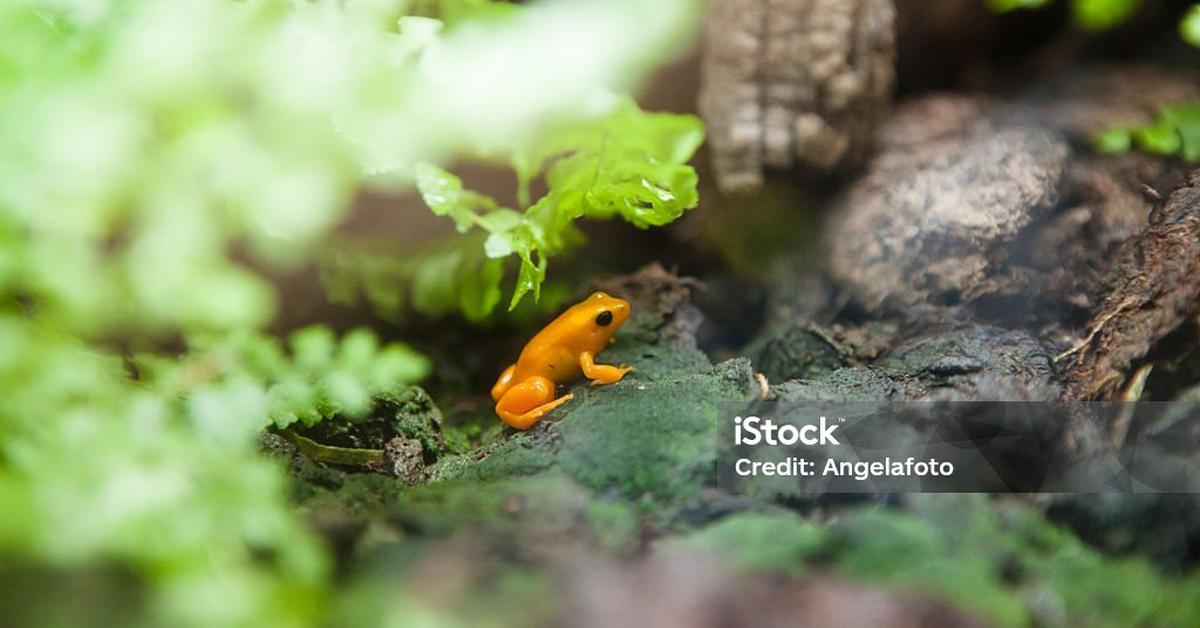 Splendid image of the Mantella Frog, with the scientific name Mantellidae.