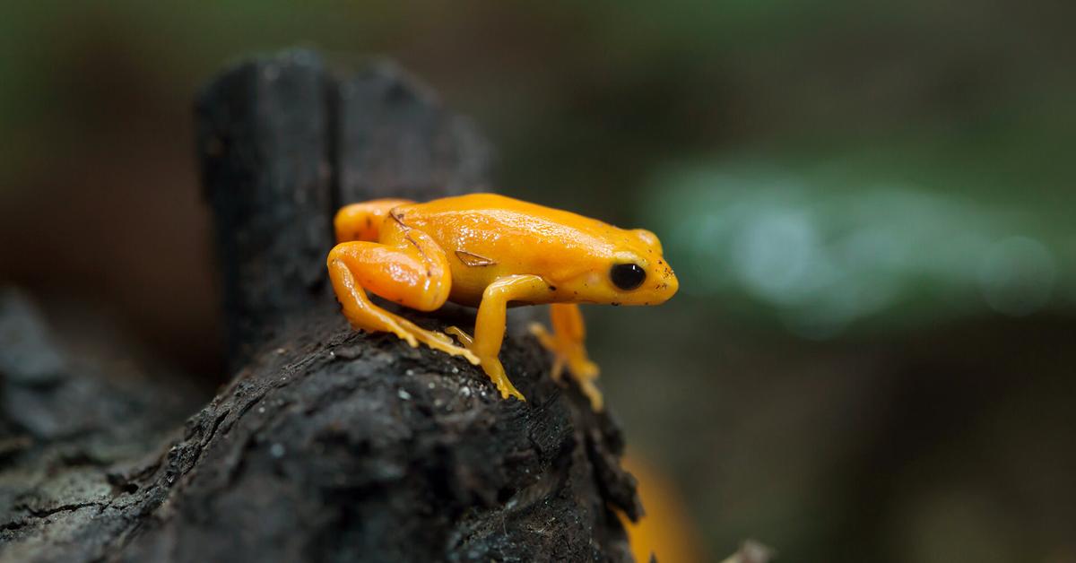 The remarkable Mantella Frog (Mantellidae), a sight to behold.