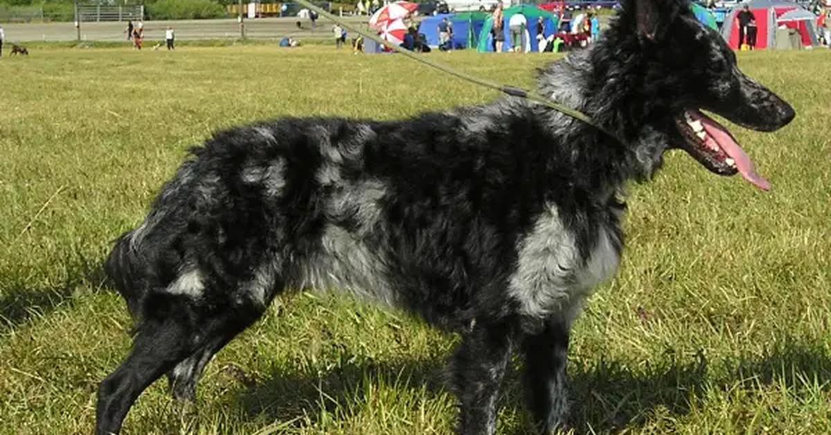 Portrait of a Mudi, a creature known scientifically as Canis lupus.