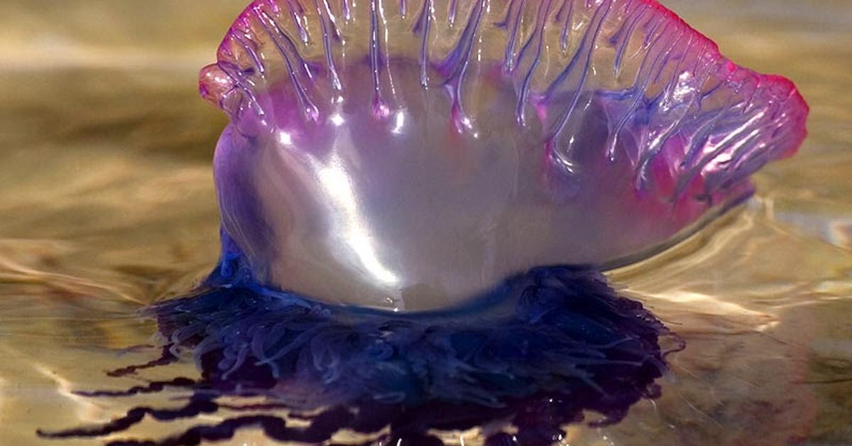 Captured elegance of the Man Of War Jellyfish, known in Indonesia as Ubur-ubur Laut.