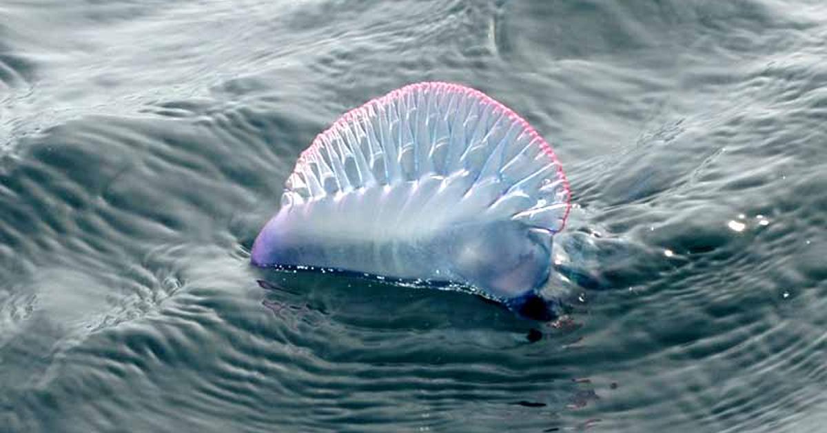 Portrait of a Man Of War Jellyfish, a creature known scientifically as Physalia physalis.