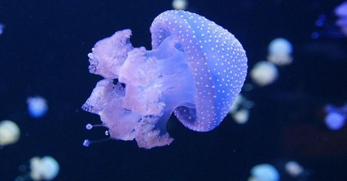 Enchanting Man Of War Jellyfish, a species scientifically known as Physalia physalis.