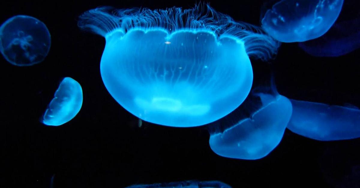 The alluring Man Of War Jellyfish, commonly referred to as Ubur-ubur Laut in Bahasa Indonesia.