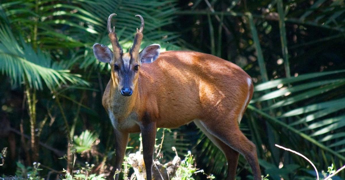 Dynamic image of the Muntjac, popularly known in Indonesia as Kijang.