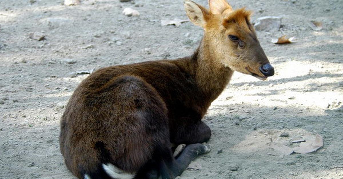 Captivating presence of the Muntjac, a species called Muntiacus.