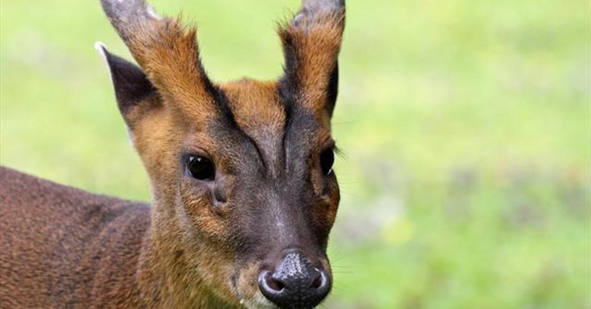 The fascinating Muntjac, scientifically known as Muntiacus.