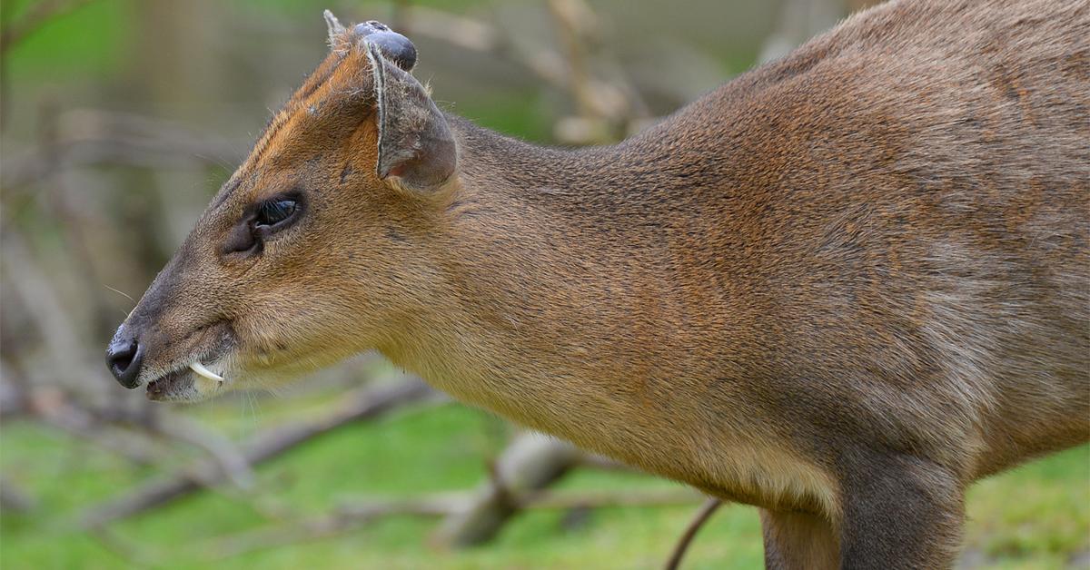 Vivid image of the Muntjac, or Kijang in Indonesian context.