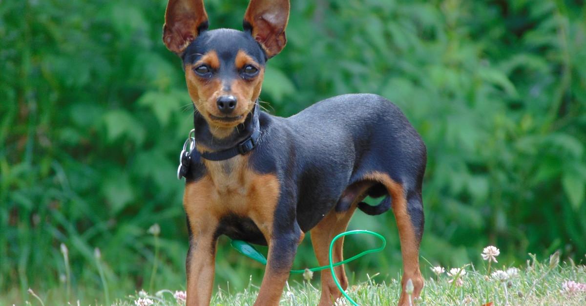 Captivating shot of the Miniature Pinscher, or Anjing Miniature Pinscher in Bahasa Indonesia.