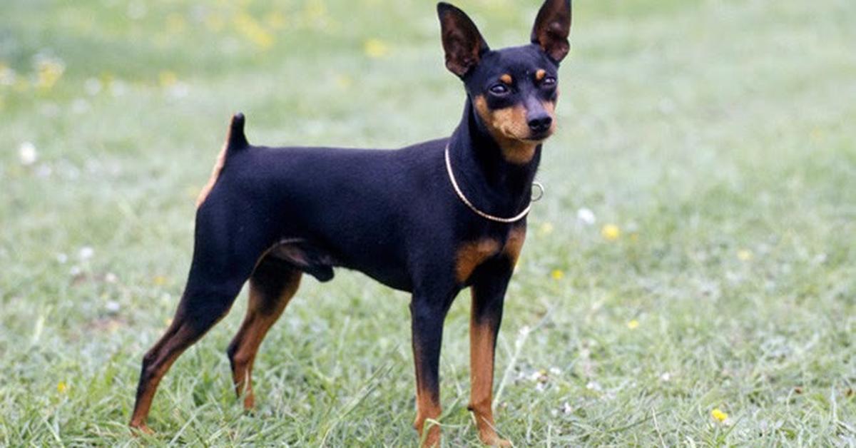 Stunning depiction of Miniature Pinscher, also referred to as Canis lupus.