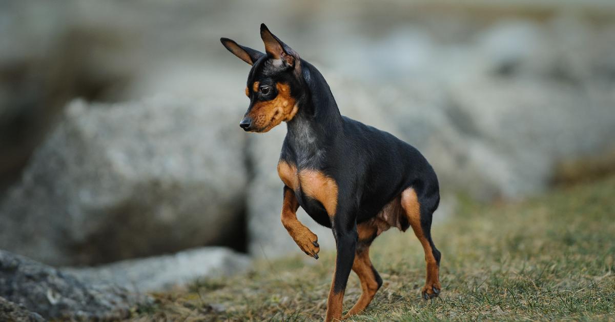 Iconic view of the Miniature Pinscher, or Canis lupus, in its habitat.