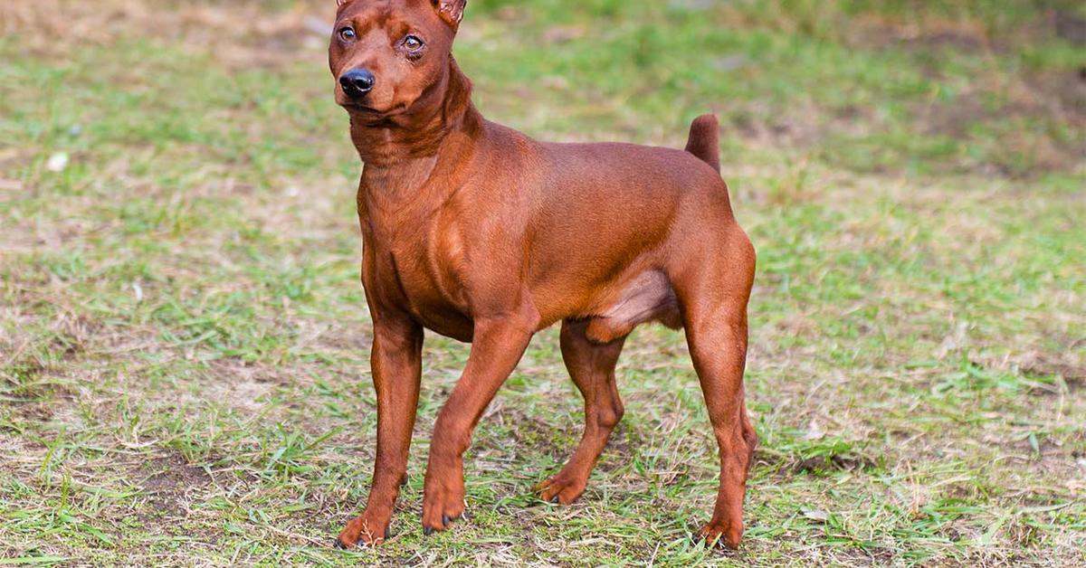 The alluring Miniature Pinscher, commonly referred to as Anjing Miniature Pinscher in Bahasa Indonesia.