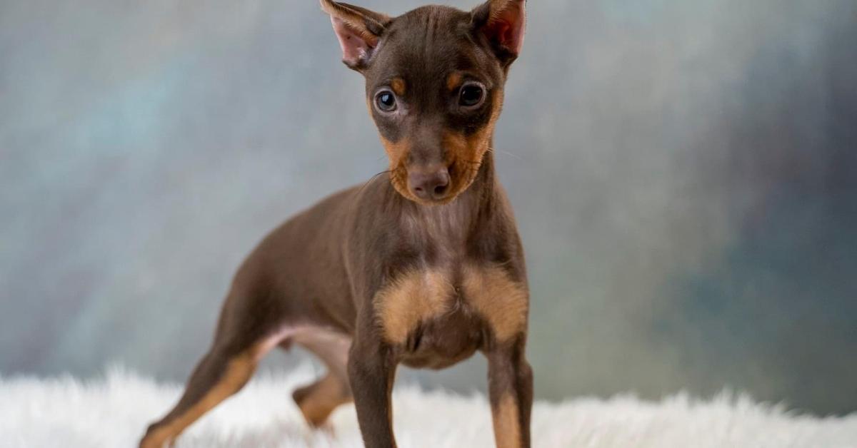 Close-up view of the Miniature Pinscher, known as Anjing Miniature Pinscher in Indonesian.