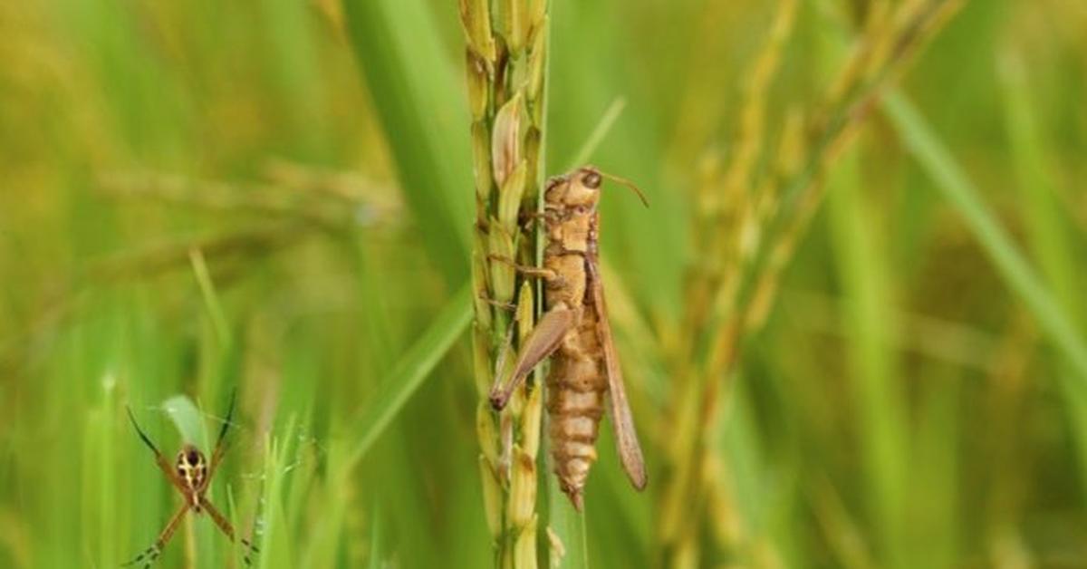 Snapshot of the intriguing Mole Cricket, scientifically named Gryllotalpidae.