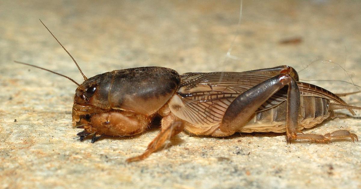 Iconic view of the Mole Cricket, or Gryllotalpidae, in its habitat.