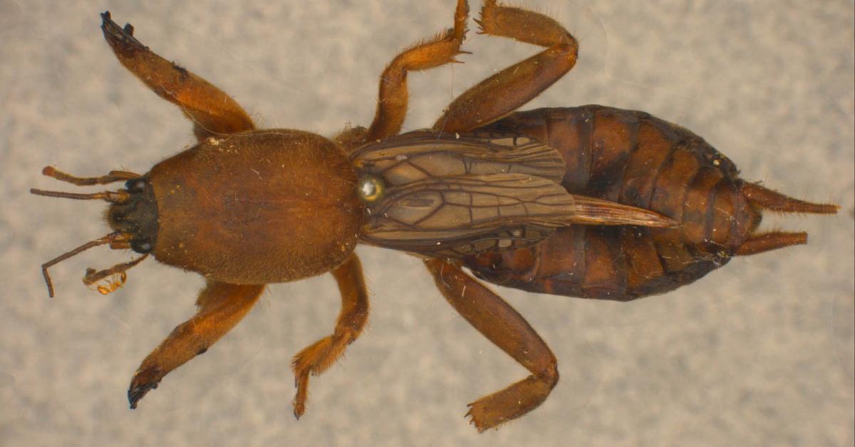 Captivating presence of the Mole Cricket, a species called Gryllotalpidae.