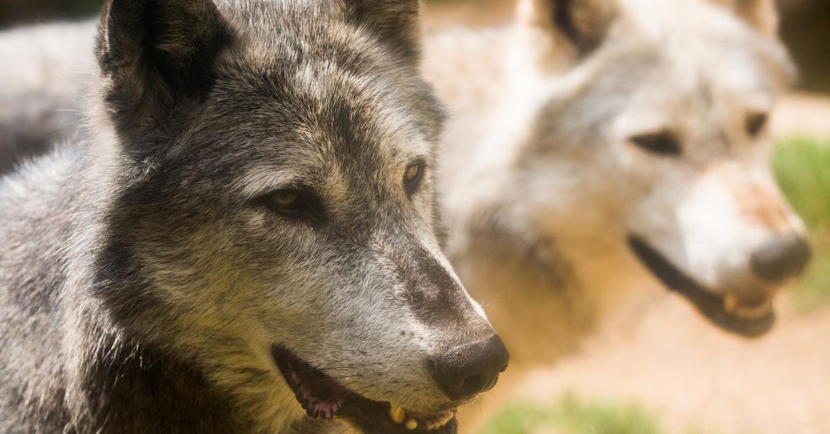 Insightful look at the Mackenzie Valley Wolf, known to Indonesians as Serigala Lembah Mackenzie.