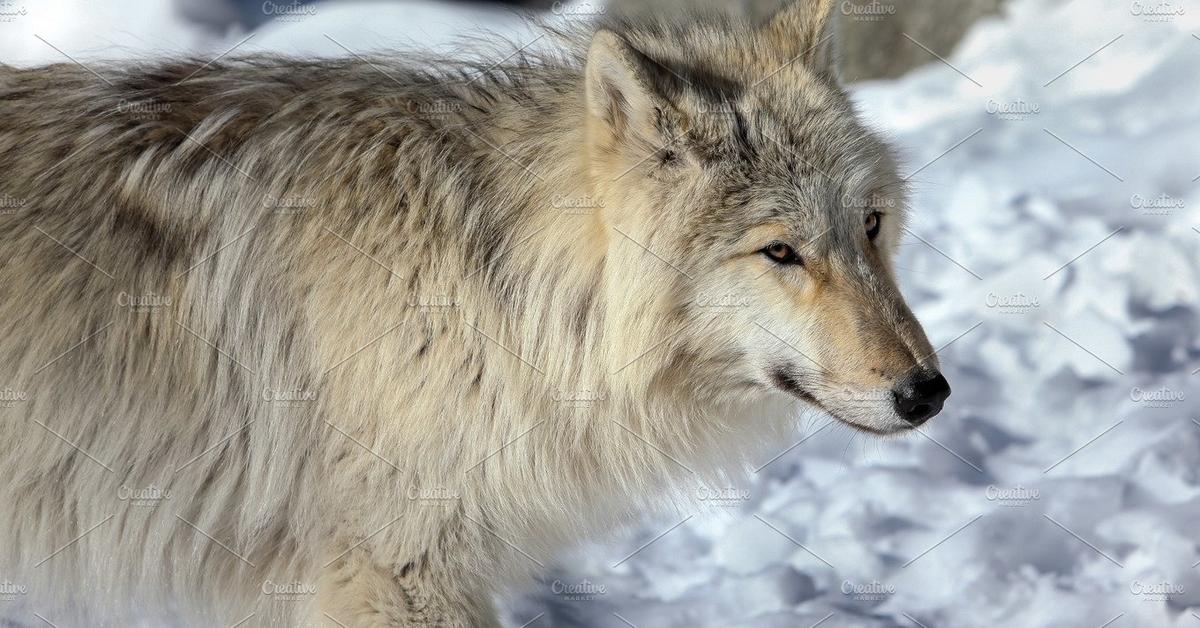 Picture of Mackenzie Valley Wolf, known in Indonesia as Serigala Lembah Mackenzie.