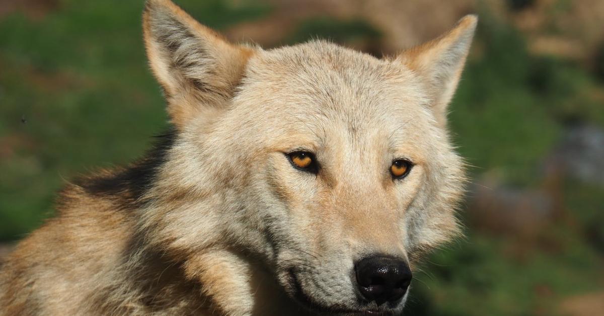 Captured moment of the Mackenzie Valley Wolf, in Indonesia known as Serigala Lembah Mackenzie.