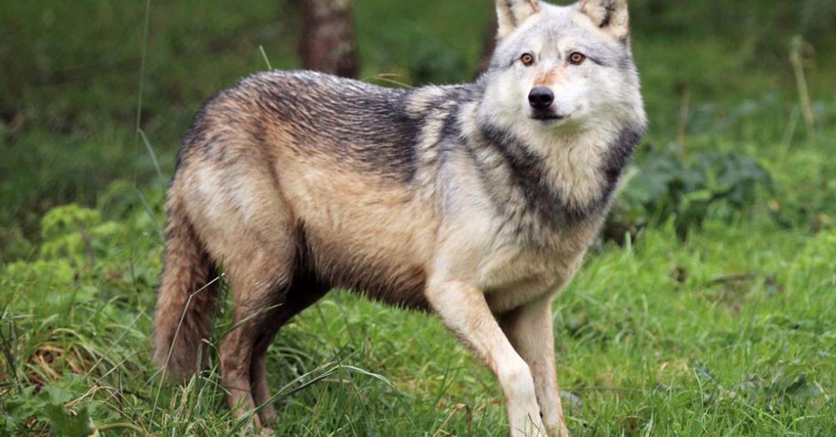 Distinctive Mackenzie Valley Wolf, in Indonesia known as Serigala Lembah Mackenzie, captured in this image.