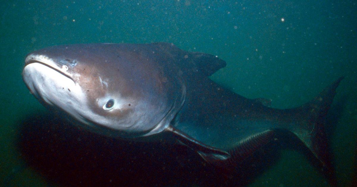 The majestic Mekong Giant Catfish, also called Lele Raksasa Mekong in Indonesia, in its glory.