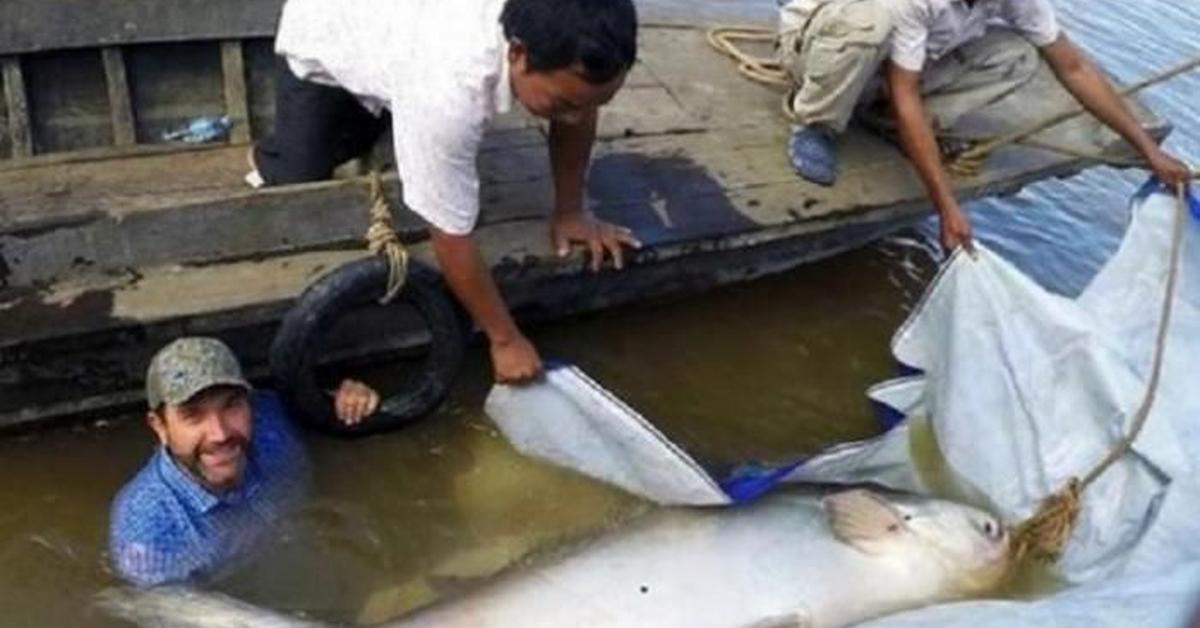 Image of the Mekong Giant Catfish (Pangasianodon gigas), popular in Indonesia as Lele Raksasa Mekong.