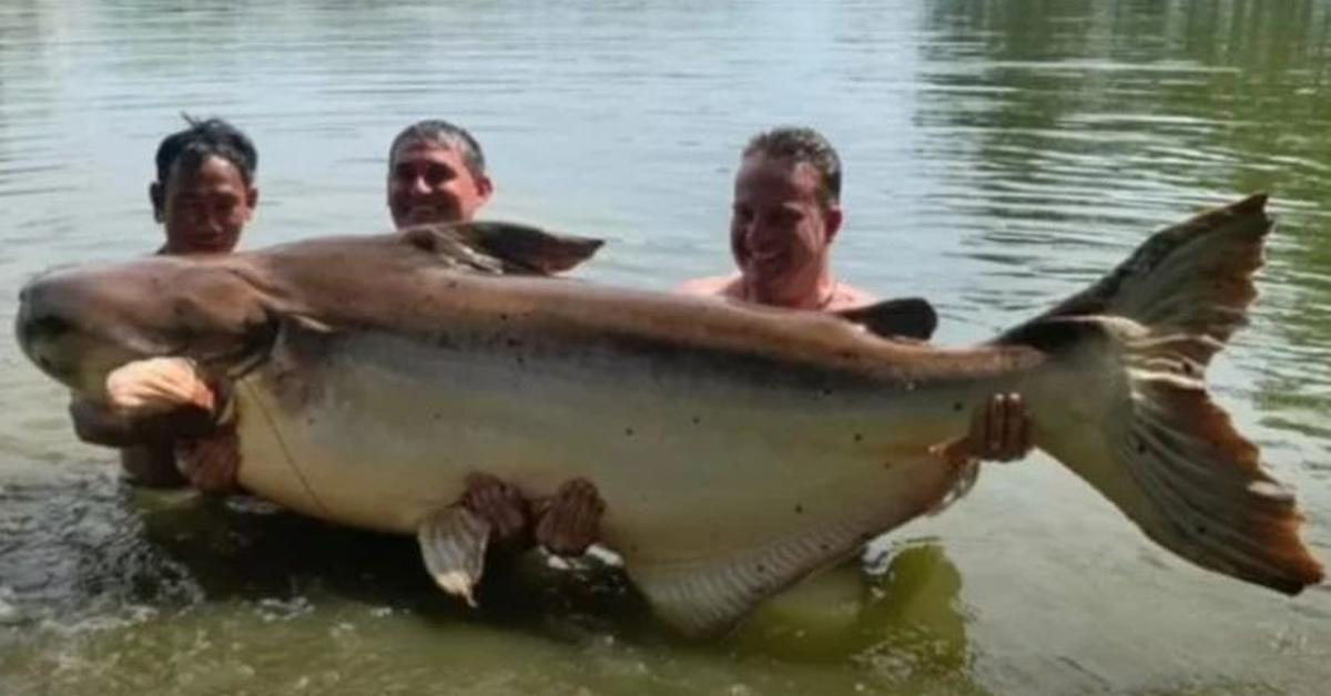 Picture of Mekong Giant Catfish, known in Indonesia as Lele Raksasa Mekong.