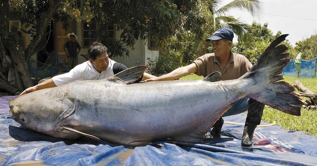 Vivid image of the Mekong Giant Catfish, or Lele Raksasa Mekong in Indonesian context.