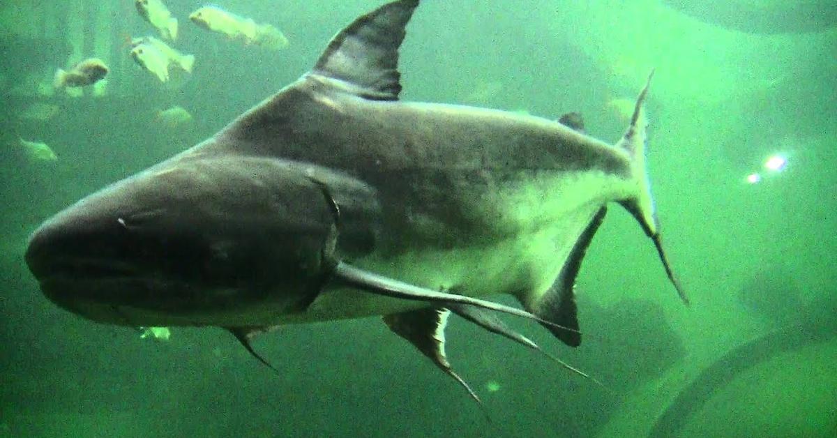 Glimpse of the Mekong Giant Catfish, known in the scientific community as Pangasianodon gigas.