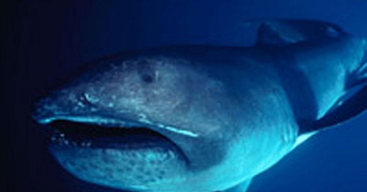 The Megamouth Shark, an example of Megachasma pelagios, in its natural environment.