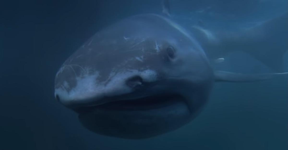 Natural elegance of the Megamouth Shark, scientifically termed Megachasma pelagios.