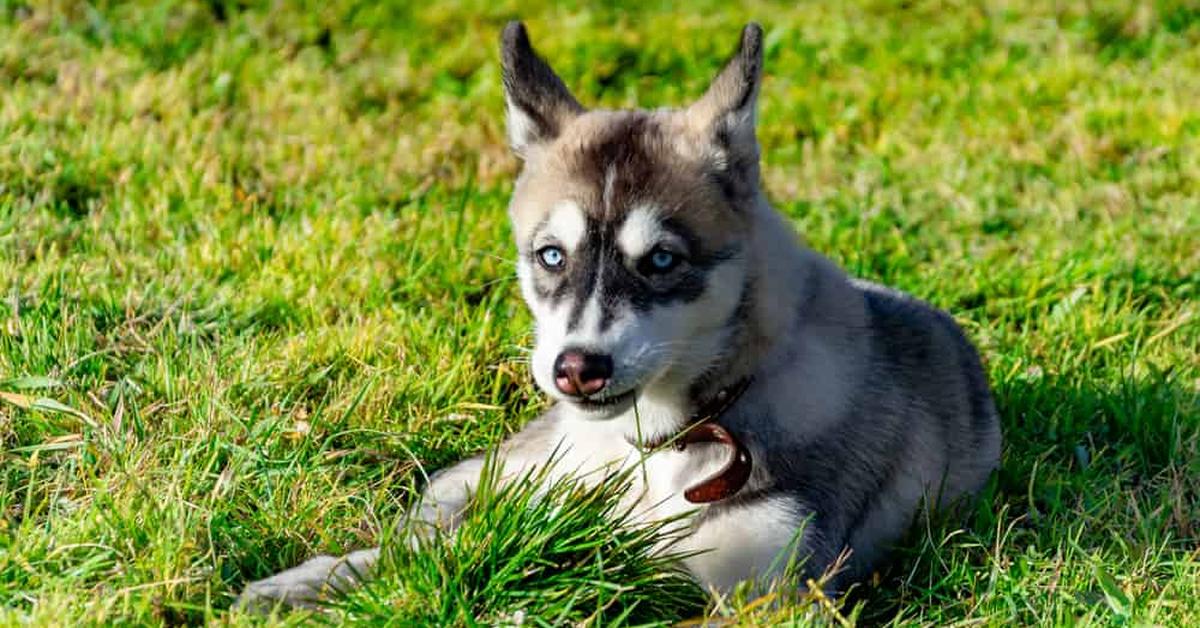 Insightful look at the Miniature Husky, known to Indonesians as Husky Miniatur.