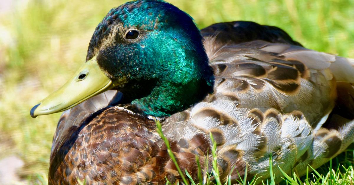 Striking appearance of the Mallard, known in scientific circles as Anas platyrhynchos.